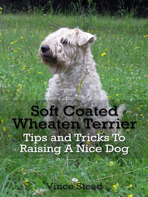 https://ts2.mm.bing.net/th?q=2024%20Soft%20Coated%20Wheaten%20Terrier%20Tips%20And%20Tricks%20To%20Raising%20A%20Nice%20Dog|Vince%20Stead