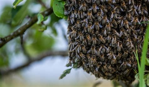 Sonhar com abelhas <em> Sendo assim, ser picado por uma abelha simboliza a invigilância em alguma área da vida</em>