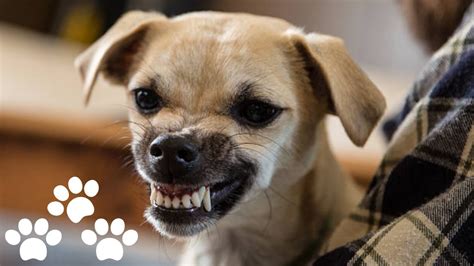 Sonhar com cachorro parindo Você é livre para tomar suas próprias decisões