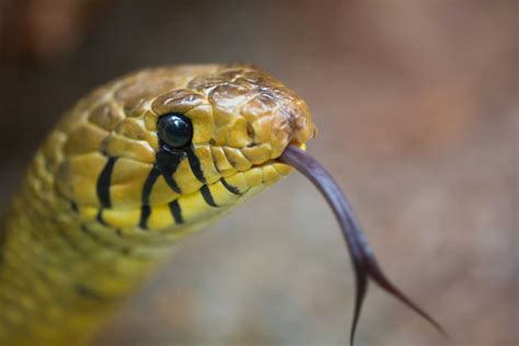 Sonhar com cobra engoliu outra pessoa Uma cobra engoliu um homem inteiro na Indonésia