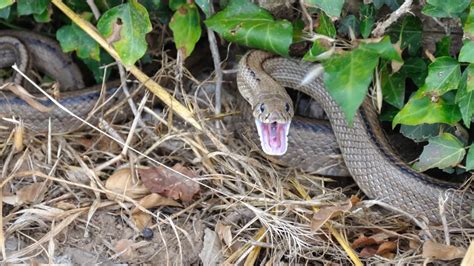 Sonhar com cobra preta atacando outra pessoa  Normalmente esse sonho é a personificação do medo que você possui de construir apenas um caminho na vida, e de ter consequências ruins