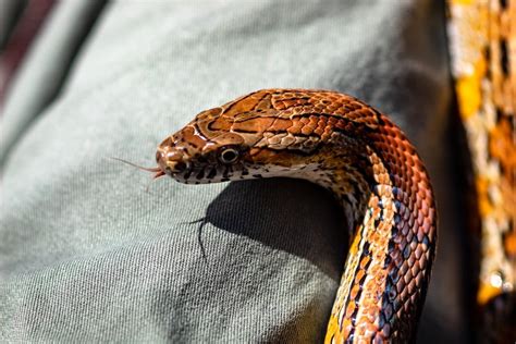 Sonhar com cobra soltando veneno  Gratuitas para uso comercial Não precisam de atribuição Sem direitos autorais