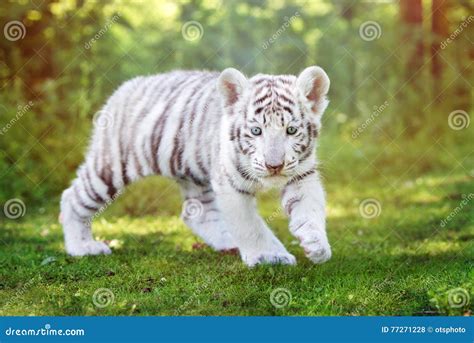 Sonhar com filhote de tigre branco  Finalmente, o pelo do tigre de Amur é mais longo (longo, grosso, etc