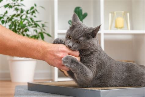 Sonhar com gato Sonhar com um gato miando bravo pode indicar que você está ignorando uma mensagem importante que sua intuição está tentando transmitir