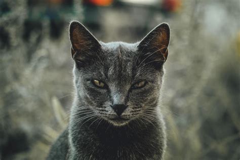 Sonhar com gato arranhando o rosto  Sonhar com gato arranhando meu rosto indica que o dia lhe dará um teste que você terá que superar, Você é o mais terreno de todos os sinais de terra, assim a ação vai com sua personalidade, A vida vai surpreendê-lo, muito em breve, com algo muito esperado e desejado por você, Você terá que olhar para tudo relacionado