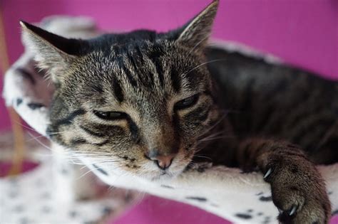 Sonhar com gato machucado livro dos sonhos  O significato generale dei sogni sul Machucado é que você está sendo confrontado com algum tipo de dor ou