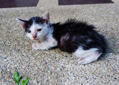 Sonhar com gato machucado livro dos sonhos  Ver gatos pode ser um lembrete para estar atento à situação de vida em que você se encontra