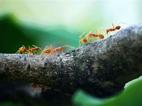 Sonhar com muitas formigas juntas jogo do bicho  Entenda que o que conseguirá ajudar seria a decisão de tipo de palpite efetuada