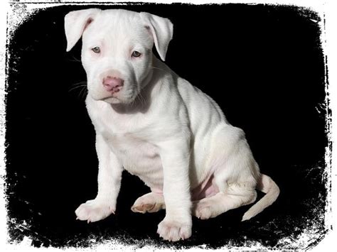 Sonhar com pitbull branco atacando  O American Staffordshire Terrier possui uma altura média que pode variar de 46 a 48 cm e peso que vai de 18 a 32 kg