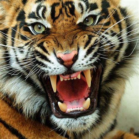 Sonhar com tigre bravo  Andrés de Fuenzalida 48 | Contamos Con Delivery, Santiago, Chile (Providencia) Página web