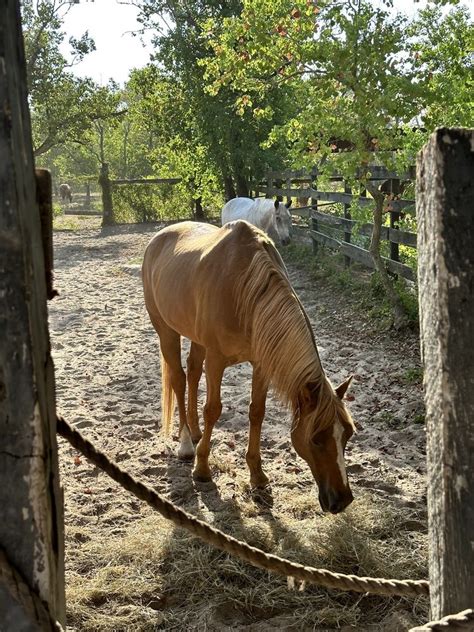 Southern breeze equestrian center  BBB Start with Trust ®