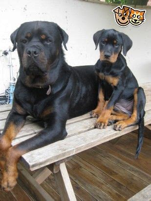 Sovereign rottweilers pets4homes  Tags: Rottweiler Puppy for sale in DURHAM, CT, USA