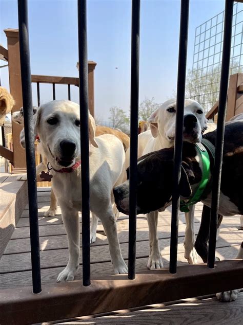 Spanish springs pet resort reviews June 14, 2023 - SPANISH SPRINGS PET RESORT is hiring a Professional Dog Groomer, Sparks, Nevada