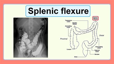 Splenic flexure massage  What does the splenic vein drain? blood