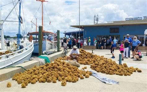 Sponge dock boat tours  Share