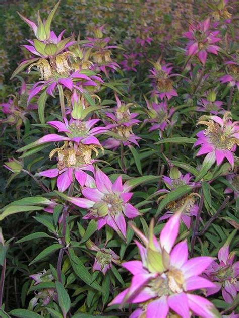 Spotted beebalm albany pine bush-ny ecotype  33 Miki LaneNoteworthy Characteristics