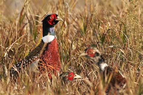 2024 Spring Pheasant Crowing Counts Reveled For North Dakota …