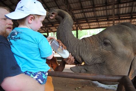 Sri lanka dara orphanage photos ; Pinnawala Elephant Orphanage is an orphanage, nursery and captive breeding ground for wild elephants