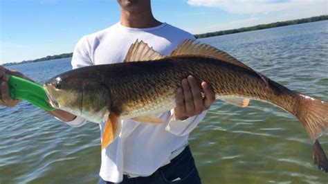 St pete fl fishing charters  Pete Beach Charters offers affordable inshore fishing charters on St