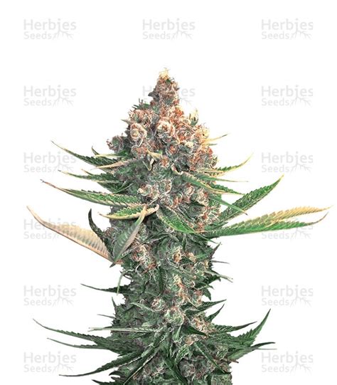 Star dawg seeds feminized  Rated 5