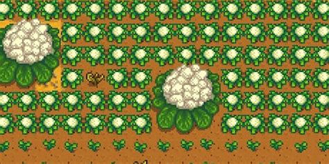 Stardew giant cauliflower  At the start of each day, every possible 3x3 grid of crops (including overlaps) has a 1%