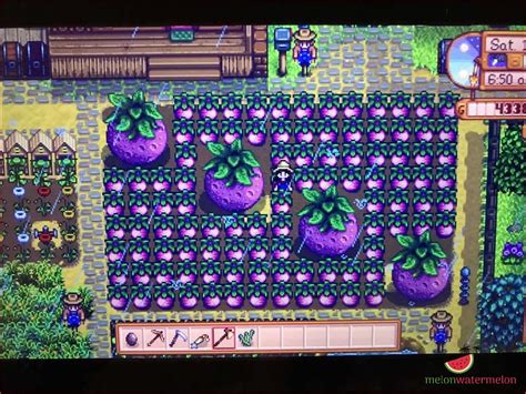 Stardew valley giant melon 