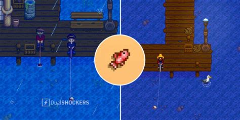 Stardew valley red snapper  Sam is arguably one of the easiest characters in Stardew Valley to impress, befriend, and romance; while other characters, like Linus and Harvey, have a taste for very specific gifts, Sam will be happy with many cheap items