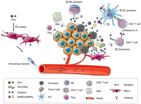 Stemaid reviews  How do Stemaid's stem-cells differ from those offered by other