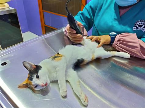 Steril kucing pekanbaru ANTRIAN JADWAL STERIL/KEBIRI GRATIS di PUSKESWAN Donasi pak Gubernur Riau Lokasi