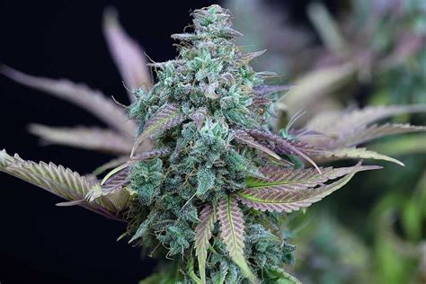 Strawberry cheese auto  Runtz XL Auto, once dried and cured, offers the grower a premium quality harvest, with dense and fleshy flowers fully coated with resin and just a few