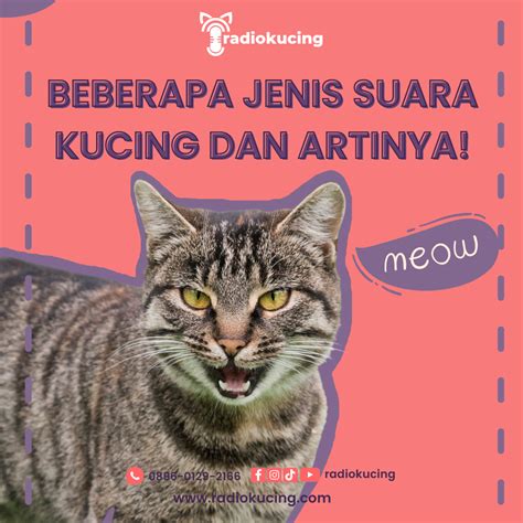 Suara kucing kerah  Beri mereka tempat untuk memanjat 