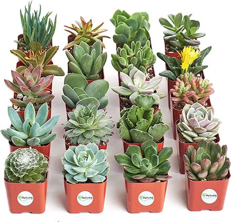 Succulent plant representative species  Plant in an area of your garden that gets 6 hours of sunlight a day