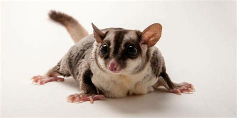 Sugar gliders lifespan in captivity  Flying Squirrel Lifespan