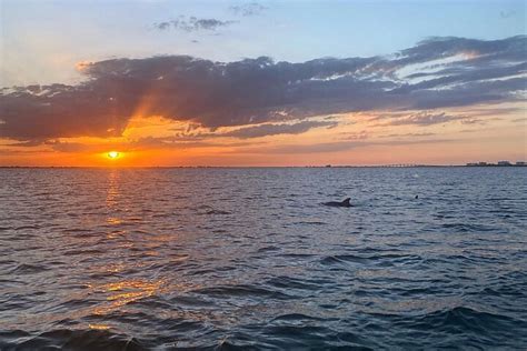 Sunset dolphin cruise fort myers  ISLAND TIME DOLPHIN & SHELLING CRUISES | MOSS MARINA 450 HARBOR COURT, FORT MYERS