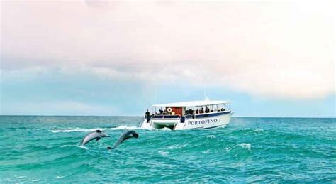 Sunset dolphin cruise pensacola  from $69