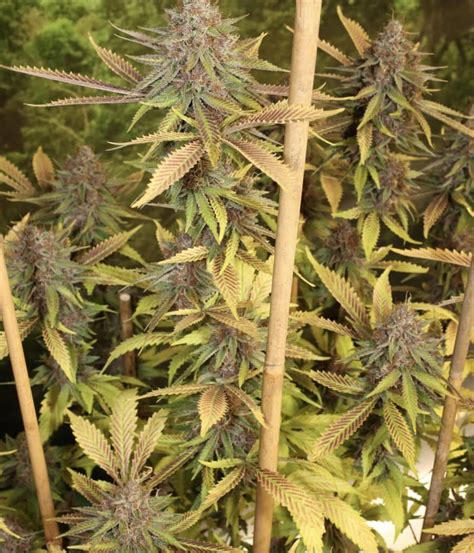 Super silver pupil strain  Genetics: Golden Pineapple (C99 x White Widow) x PuTang (Tangie x Star Pupil) Seeds in the pack: 7 Sex: Feminized Flowering Time: 7-9 weeks Type: Sativa Yield: High Area: Indoor, outdoor, both: Both