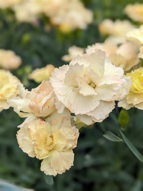 Super trouper dianthus  Plants form a low mound of grassy grey-green leaves, bearing upright stems of fully double, florist-type flowers