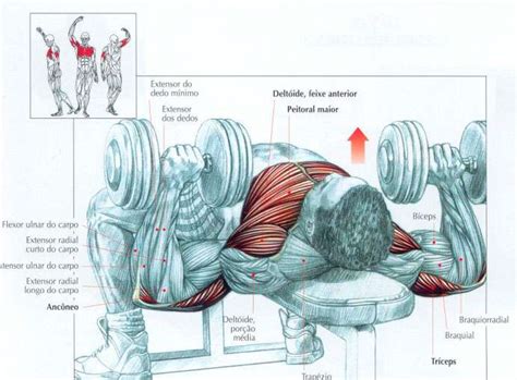 Supino plano músculos envolvidos  Com as pernas estendidas, você jogará uma carga de trabalho muito grande nos músculos lombares, que devem atuar apenas como estabilizadores do movimento