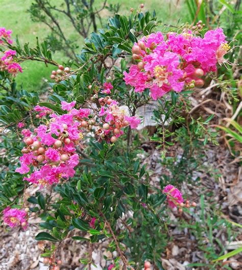 Sweetheart dazzle dwarf crape myrtle  summer long