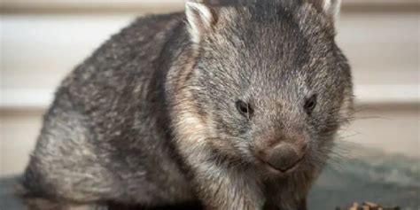 Symbolic meaning of wombat in dreams  Dreaming of a baby often represents something new: It might be a new idea, new project at work, new development or the potential for growth in a specific area of our waking life