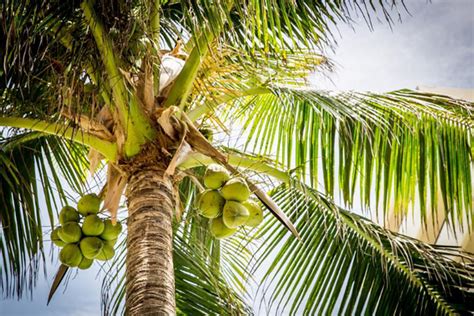 Tafsir mimpi pohon kelapa co