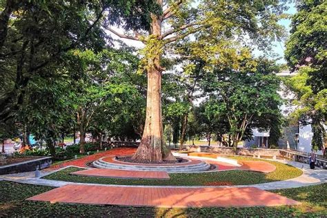 Taman randu uny Jika menjadi tanaman budidaya, pohon randu hanya mencapai 10-30 meter dan berdiameter lebih kecil