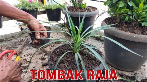 Tanaman tombak raja com, situs penyedia segala kebutuhan berkebun dan pertanian di Indonesia