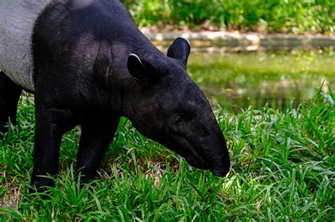 Tapir berasal dari Alpaka berukuran lebih kecil daripada llama, dan alpaka tak digunakan sebagai hewan pengangkut, tetapi untuk diambil bulunya