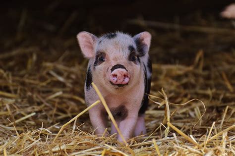 Teacup pig max size 00 shipping