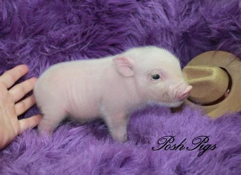 Teacup piglets for sale  Teacup pigs for sale in Florida Make sure you check out our teacup pigs for sale page