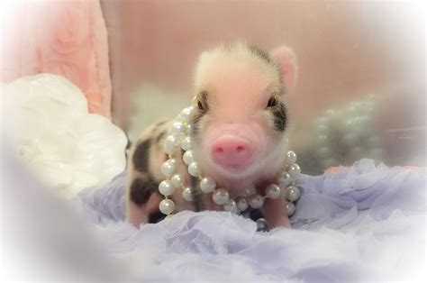 Teacup pigs for pets  $0