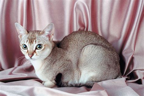 Teacup smallest cat breed  While most adult cats weigh around 9 to 10 pounds, teacup cats are bred to be about two-thirds that size, says Dr