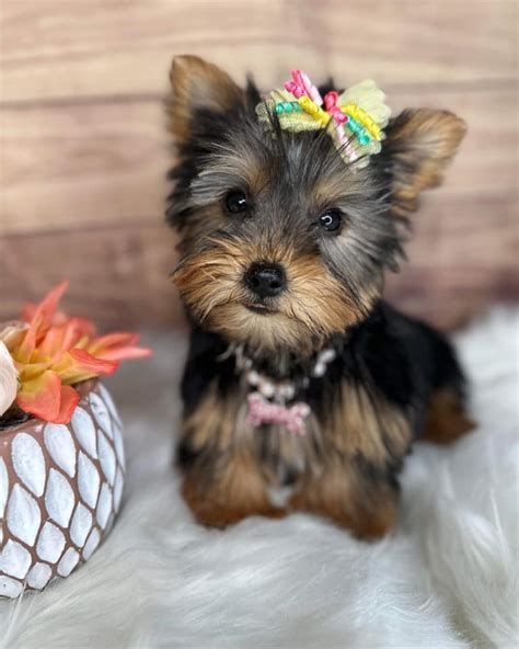 Teacup yorkie for sale up to $200  Height and Weight: 6-9 inches and 5-10 pounds