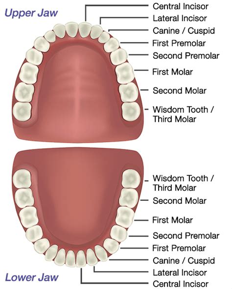 Teetw x  A panoramic circumfrential x-ray of a mouth, with intact wisdom teeth, one of which is severely impacted